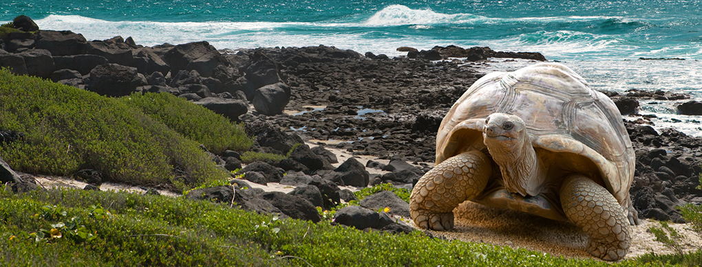 The tortoise, who may attain the age of 300 years, breathes only 4 times per minute.